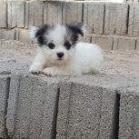 سگ مینیاتوری پشمالو