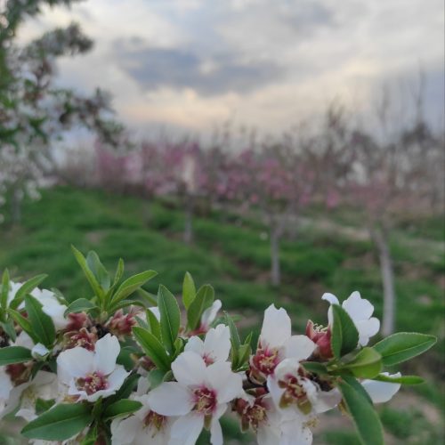 فروش باغ1000متری