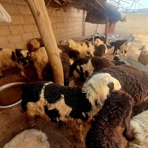 بره چاق پروار