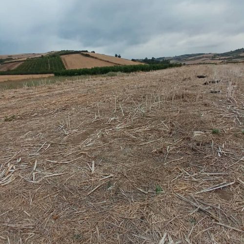 فروش زمین کشاورزی در صفراباد جامخانه (سنگرو)