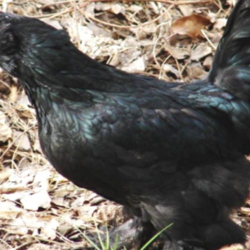 تخم نطفه‌دار پلیموت راک و مرندی