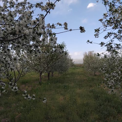 فروش فوق العاده باغ البالو