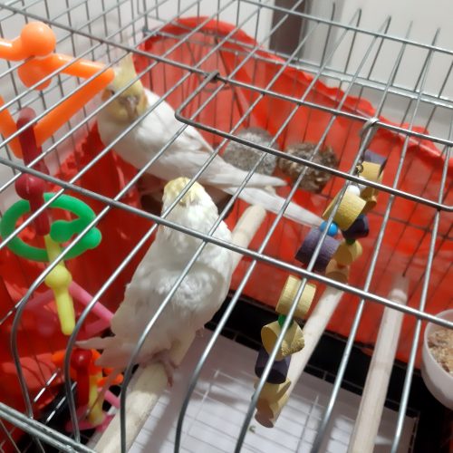 عروس هلندی لوتینو