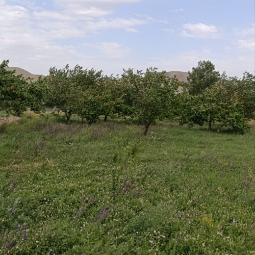 فروش حدودا 1000متر باغ در روستای سار