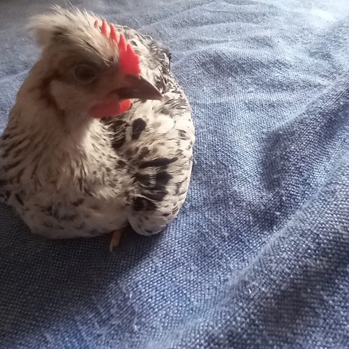 مرغ و خروس زنده🐔🐓🕊