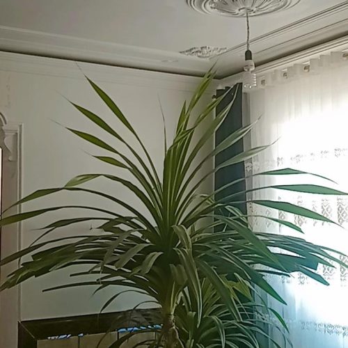 گل آبشاری با 4 سال نگهداری از آن