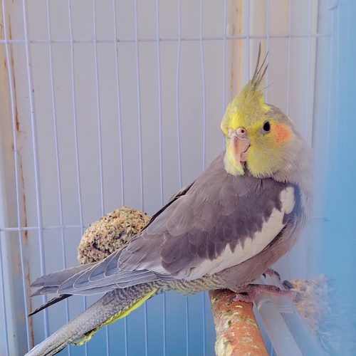 پرنده، عروس هلندی سخنگو