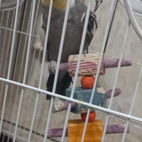 عروس هلندی فوری