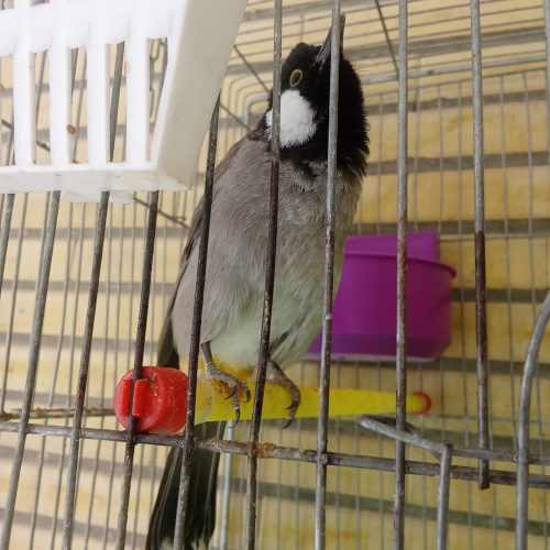 یک عدد بلبل خرما نیمه دستی