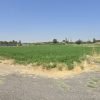 زمین کشاورزی دارای چاه عمیق با پروانه