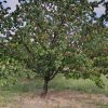 فروش حدودا 1000متر باغ در روستای سار