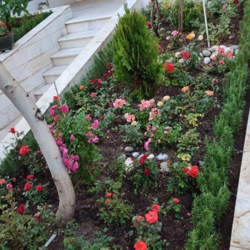 خدمات باغبانی هرسکاری گل کاری و تعویض خاک‌گلدون در منزل