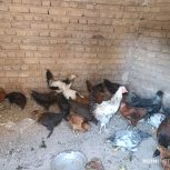 فروش جوجه شش ماهه