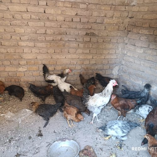 فروش جوجه شش ماهه