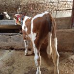 گوساله نر جنس