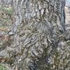 خرید چوب گردو کهنسال قطر بالا