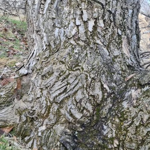 خرید چوب گردو کهنسال قطر بالا