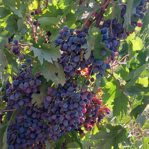 فروش‌انگور‌خوش‌نام