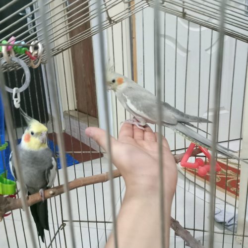 عروس هلندی نژاد خواص