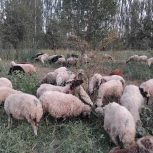 فروش 42عدد گویون پیر