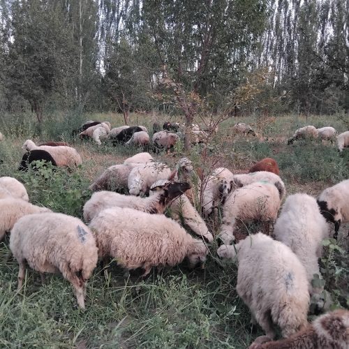 فروش 42عدد گویون پیر