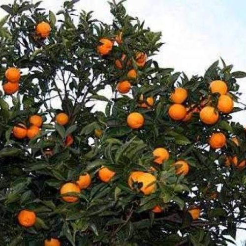 هزار متر مربع باغ فروشی