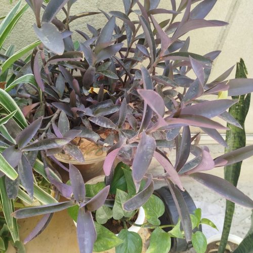 گل های خانگی