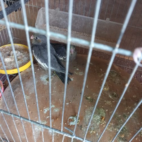 عروس هلندی با قیمت پاین