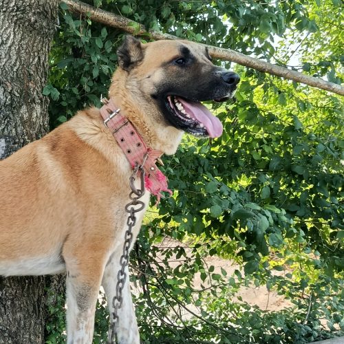 سگ سرابی 18ماهه