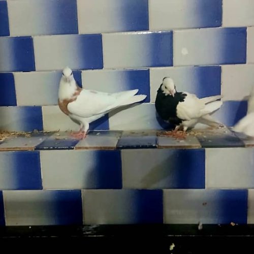 شش عدد کبوتر چهار تا طوقی دوتا دوکت موشی