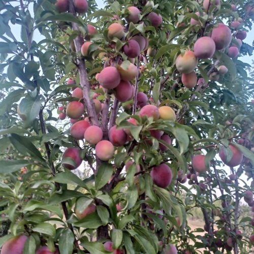 فروش باغ آستانه فوری