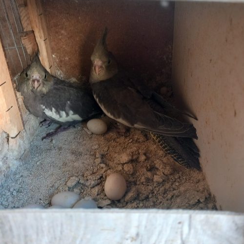 عروس هلندی با قیمت پاین