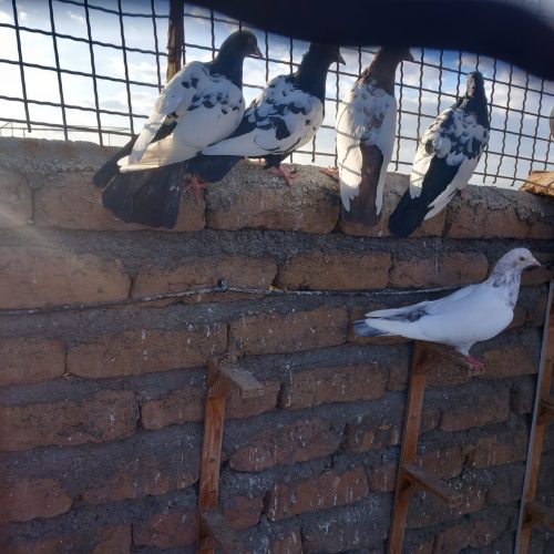 باسلام تعداد 10 عدد ماده رنگه فروشی