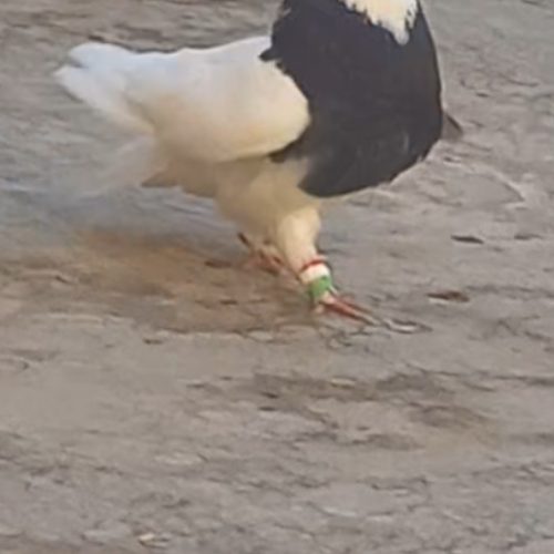 طوقی سیا جفت مفت