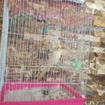 عروس هلندی سرحال