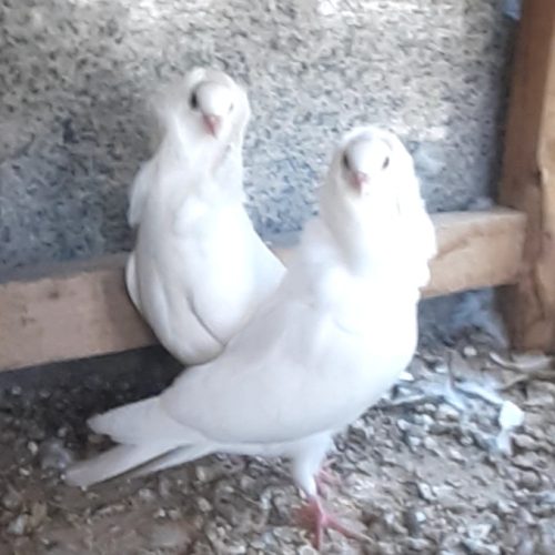 کبوتر سفید هلندی