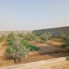 فروش یا معاوضه