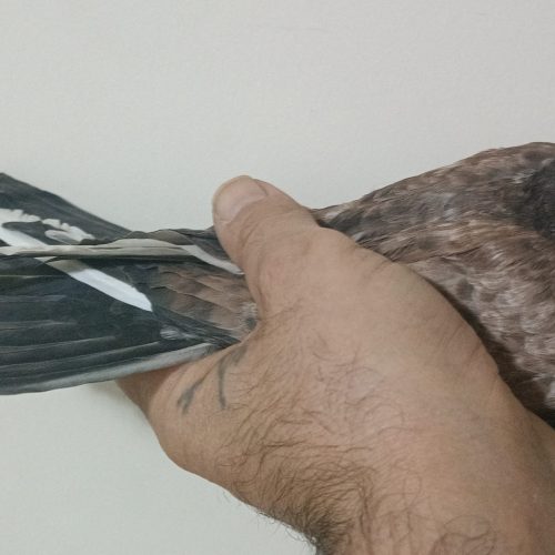 6 عدد کبوتر سالم پرشی