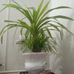 گل بزرگ پاندانوس