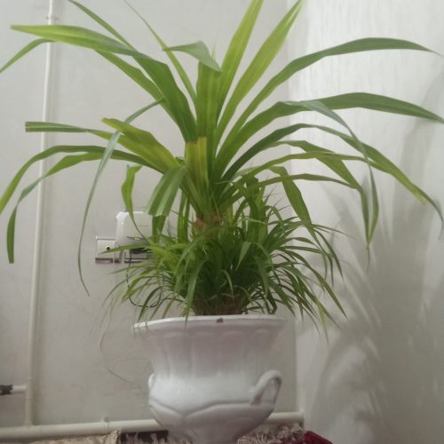 گل بزرگ پاندانوس