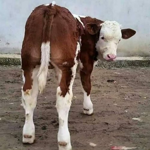 مرکز خرید فروش گوساله