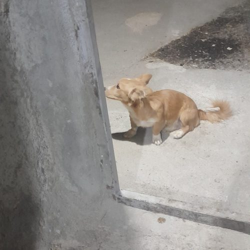 سگ پاکوتاه جوان