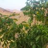 فروش 6هکتارباغ انجیر،بادام،انگورو…