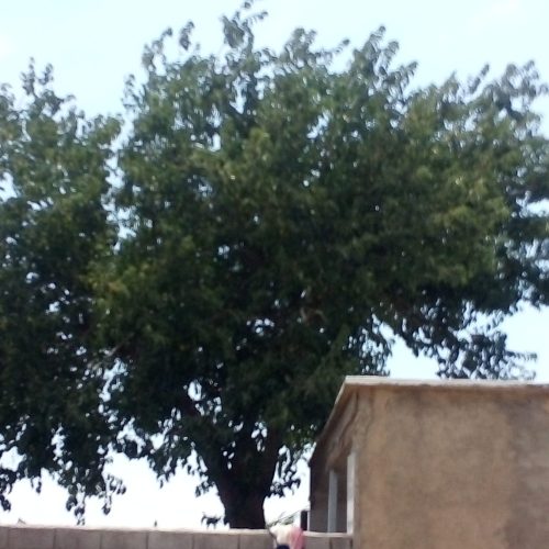 درخت‌توت‌سفید