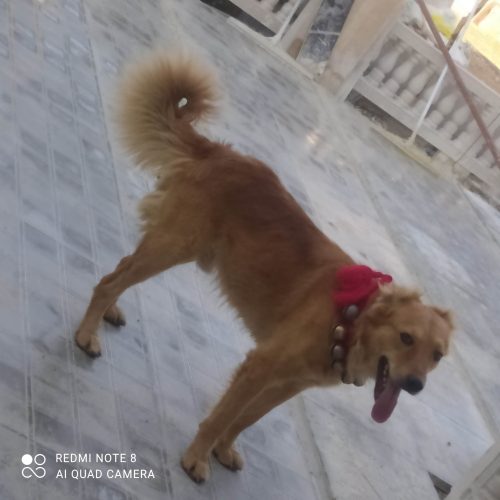 سگ بومی نگهبان