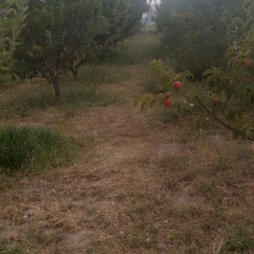 مراغه روستای تازکند قاسمی خان