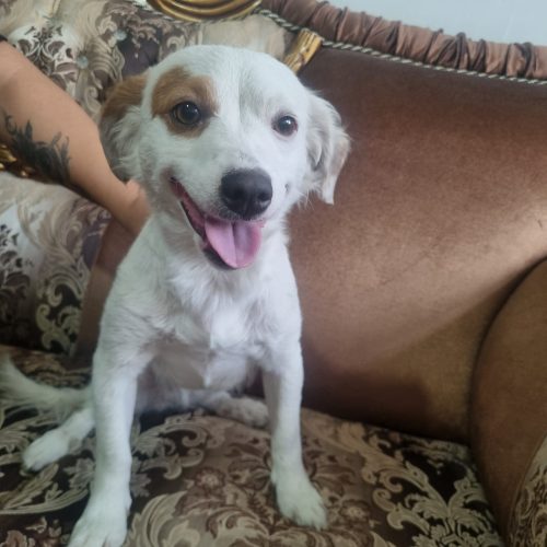 واگذاری فوری سگ