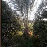 باغ 9000 متری کازرون سه راهی راهدار روستای امراباد