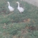 2عدد قاز سفید خوشگل