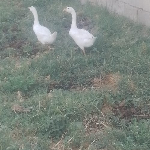 2عدد قاز سفید خوشگل